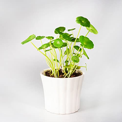 Pilea Peperomioides Samen GrüNpflanzen Zimmerpflanzen,ImmergrüNe Pflanzen Winterhart, Herbst Dekoration Gartenpflanzen Wohnzimmer Deko Luftreinigende Zimmerpflanzen - 50 Saatgut(GrüN) von BRKENT