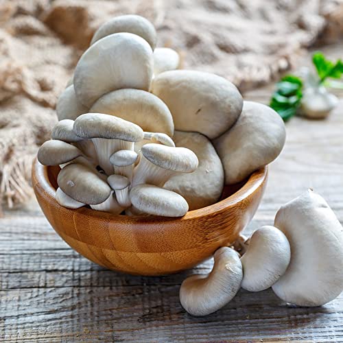 Pilze Samen Kaufen Mushroom Pilzsamen Austernpilze Pflanzen Winterhart Saatgut WintergemüSe Alte GemüSesorten Samen Champignons Eigene Pilze ZüChten Saatgut GemüSe GäRtner Geschenke 200 StüCke von BRKENT