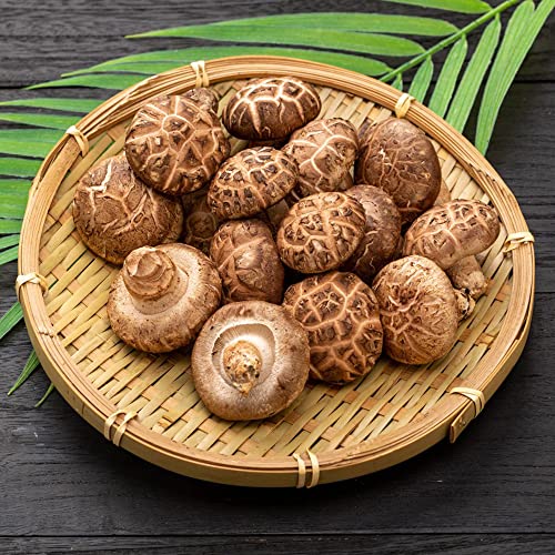 Pilze Samen Kaufen Mushroom Pilzsamen Pflanzensamen Bio Samen Pflanzen Anzucht Balkon Pflanzen WintergemüSe GemüSepflanzen Hochbeet Samen Pilze ZüChten Champignons 300 StüCke von BRKENT