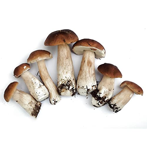 Pilze Samen Kaufen Mushroom Pilzsamen Steinpilz Samen Bonsai Samen Winterharte Pflanzen FüR Garten GemüSesamen Saatgut GemüSe Steinpilze Selber ZüChten Champignons Balkon Pflanzen 400 StüCke von BRKENT