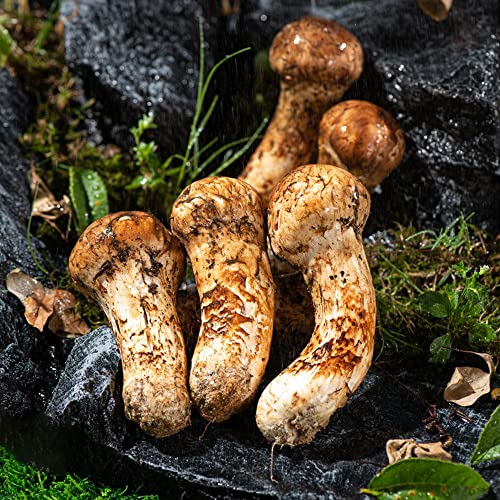 Pilze Samen Kaufen Pfifferling Samen Mushroom Pilzsamen Balkon Pflanzen GemüSesamen WintergemüSe Pfifferlinge Selber ZüChten Champignons Seltene Pflanzen Gartengeschenke 30 StüCke von BRKENT