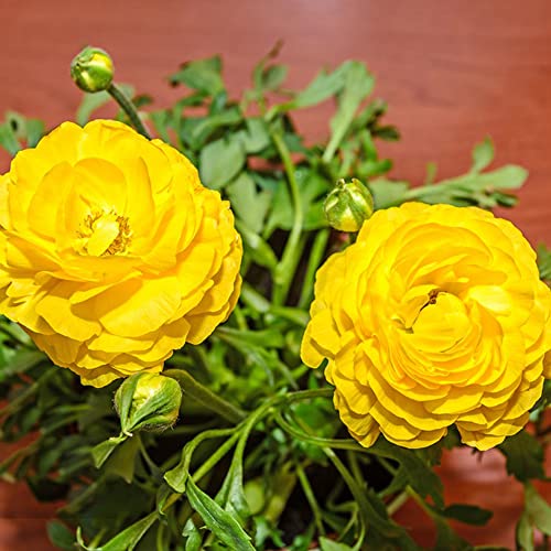 Ranunkeln Zwiebeln Blumenzwiebeln MehrjäHrig Winterhart Zimmerpflanzen Butterblumen Zierlauch Zwiebeln FrüHlingsblüHer Buttercup Zwiebeln Frisch Balkon Deko Blumen 5 Ranunkeln Zwiebel Gelb von BRKENT