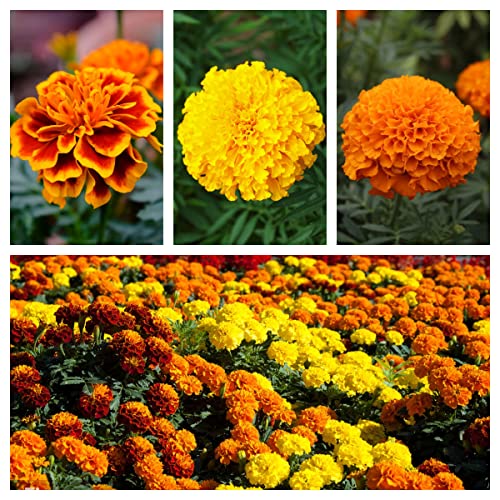 Ringelblumen Samen Blumen Deko Gastgeschenk Bodendecker Winterhart Mehrjährig Stauden Blumensamen Mischung Ringelblume Winterharte Pflanzen Für Garten Bonsai Samen Plants Seed 500 Saatgut von BRKENT