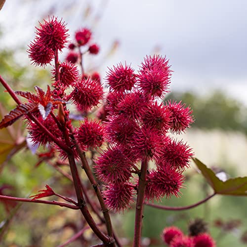 Rizinussamen KräUtergarten Rizinus Samen KräUter Winterharte Pflanzen FüR Garten Bodendecker Hochbeet WildkräUter Samen KräUterpflanzen KräUtersamen KräUtergarten Geschenk Bio 10 Rizinus Saatgut von BRKENT