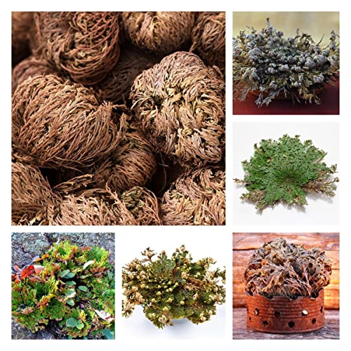 Rose Von Jericho Selaginella Lepydophylla Rose Von Jericho Echte Lucky Reptile Fruchtbarkeitspflanze Wunder Auferstehungspflanze Zierpflanze Anastatica Hierochuntica 4 Rose Von Jericho Zwiebeln von BRKENT