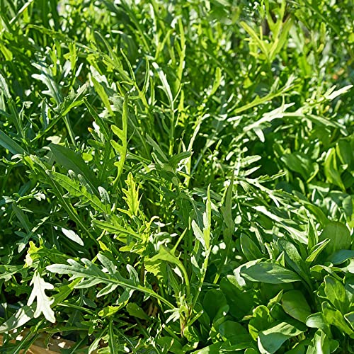 Rucola Samen Winterhart GemüSesamen Rucola WintergemüSe Samen Alte GemüSesorten Balkon GemüSe Bodendecker Winterhart MehrjäHrig Ruccolasamen Balkonpflanzen Bonsai Bio Pflanzensamen 100 Rauke Samen von BRKENT