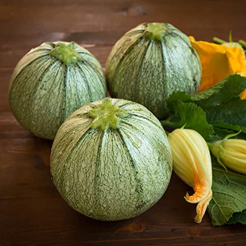 Runde Zucchini Samen GemüSe Pflanzen Hochbeet Samen Zucchini Saat GemüSesamen WintergemüSe Gartenpflanzen Winterhart MehrjäHrig Bodendecker GäRtner Geschenke Alte GemüSesorten Samen 50 Zucchinisamen von BRKENT