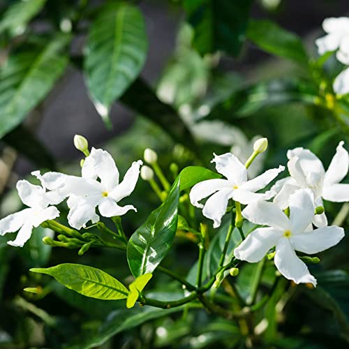 Samen Jasmin Pflanze Winterhart Kletterpflanzen Schnellwachsend Balkon Blumen Deko Echter Jasmin Pflanze Gartenblumen Bonsai Samen Balkonpflanzen Winterharte KüBelpflanzen 100 Pflanzensamen von BRKENT