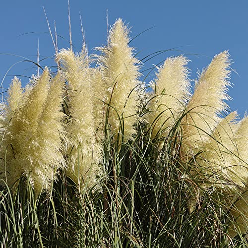 Schilf Pflanzen Winterhart Samen, Schilf Im Wind Pflanzen Für Draußen Winterhart Gartengeschenke Kunst Gras Exotische Samen Ziergras Samen Bonsai Samen - 500 Stück (Weiß) von BRKENT