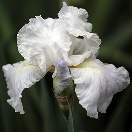 Schwertlilie Iris Pflanzen Winterhart Balkon Blumen Gartendeko FüR DraußEn Iris Blumenzwiebeln MehrjäHrig Winterhart Zierlauch Zwiebeln Gartenpflanzen Exotische Pflanzen Dekoblumen 4 Zwiebeln（Weiß） von BRKENT