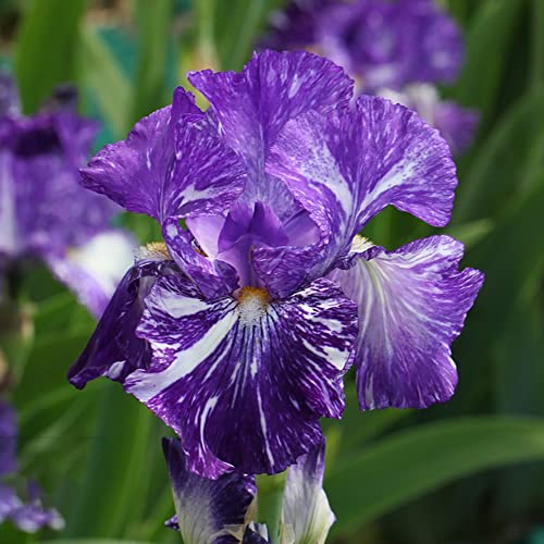 Schwertlilie Iris Pflanzen Winterhart Blumen Gartendeko FüR DraußEn Blumenstrauß Iris Blumenzwiebeln Garten Geschenk Balkonpflanzen Bodendecker Winterhart MehrjäHrig Blumendeko 9 Zwiebeln（Violett） von BRKENT