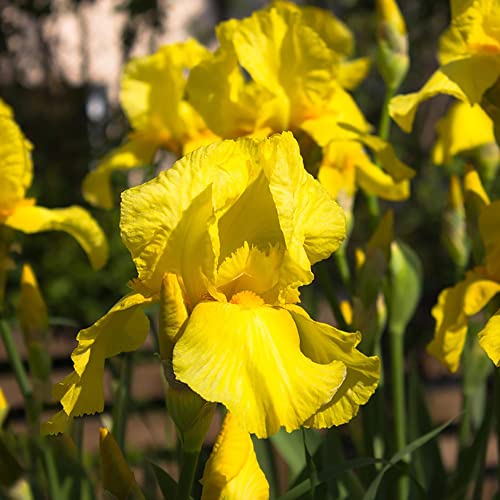 Schwertlilie Iris Pflanzen Winterhart Deko Blumen Gartenblumen Gartendeko FüR DraußEn Iris Blumenzwiebeln MehrjäHrig Winterhart Zierlauch Zwiebeln Frisch Balkon Pflanze Bonsai 2 Zwiebeln（Gelb） von BRKENT