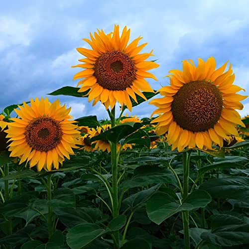 Sonnenblumen Samen Deko Blumen Stauden Winterhart Mehrjährig Kletterpflanzen Winterharte Sonnenblume Pflanzen Für Garten Blumensamen Herbst Deko Sonnenblumensamen 200 Sunflower Saatgut von BRKENT