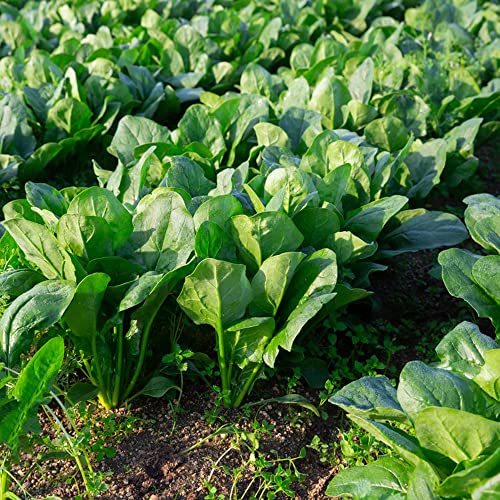 Spinat Samen Winterhart Bodendecker MehrjäHrig Balkonpflanzen GemüSesamen WintergemüSe Samen Alte Sorten Hochbeet Garten Pflanzen GemüSepflanzen Bio Saatgut Balkon GemüSe 50 Winterspinat Samen von BRKENT