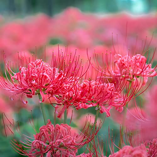 Spinnenlilie Lycoris Zwiebeln Blumen Winterharte Pflanzen FüR Garten Pflanzen Garten Blumenzwiebeln MehrjäHrig Winterhart Gartendeko FüR DraußEn Zwiebeln Frisch Blumen Geschenk Balkonblumen 6 Zwiebel von BRKENT