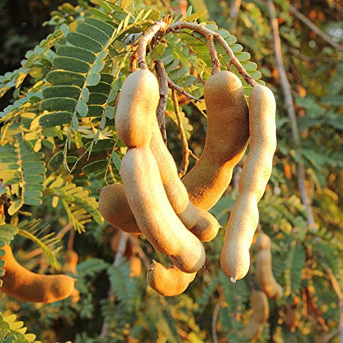 Tamarindensamen - Heckenbaumsamen Echte Pflanze - Eingemachte aromatische Kräuter Samen aromatischer Pflanzen Samen aromatischer Pflanzen Samen 50 Stück von BRKENT