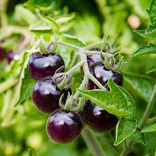 Tomatensamen Wintergemüse Kletterpflanzen Winterhart Bonsai Samen Tomaten Frisch Gemüsesamen Stauden Winterhart Mehrjährig Bodendecker Ingarden Geschenke Für Den Garten 100 Tomaten Saatgut von BRKENT