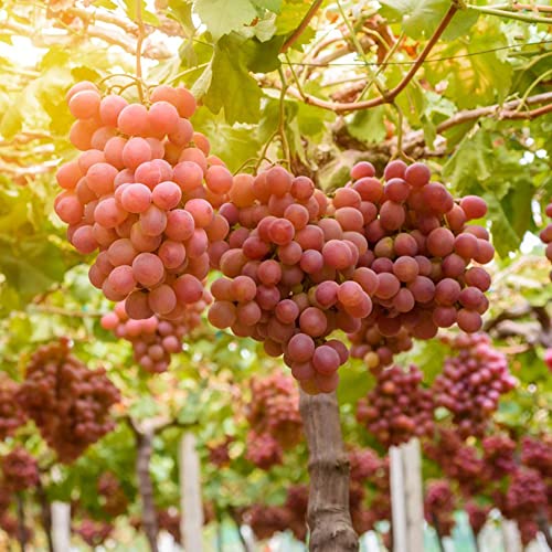 Traubenkerne Weintrauben Samen Frisches Obst WeinbläTter Obstbaum Trauben Kletterpflanzen Winterhart Gartenpflanzen Bio Saatgut Seltene Pflanzen Vine HäNgepflanze GäRtner Geschenke 20 Weinrebe Saatgut von BRKENT