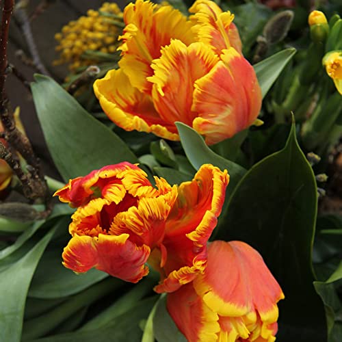 Tulpenzwiebeln Winterhart MehrjäHrig Blumenzwiebeln Balkon Blumen Blumenzwiebel Pflanzer Winterlinge Zwiebeln Frisch Exotische Pflanzen Bodendecker BlüTenmix Blumenstrauß 10 Tulpen Zwiebeln GelbRot von BRKENT