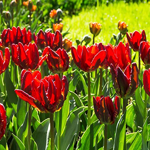 Tulpenzwiebeln Winterhart MehrjäHrig Blumenzwiebeln Balkon Blumen Blumenzwiebel Pflanzer Winterlinge Zwiebeln Frisch Exotische Pflanzen Bodendecker BlüTenmix Blumenstrauß 20 Tulpen Zwiebeln Rot von BRKENT