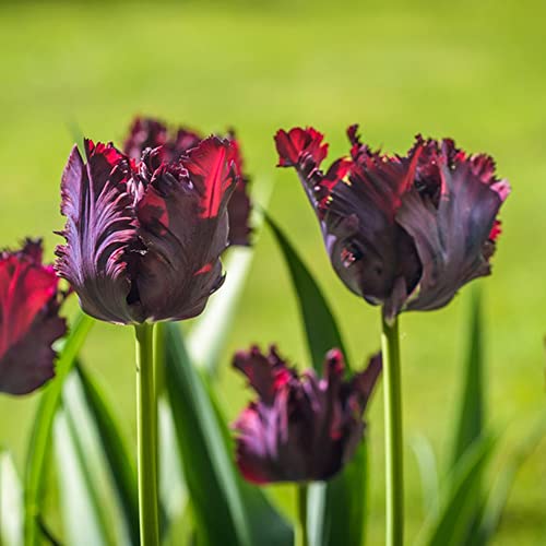 Tulpenzwiebeln Winterhart MehrjäHrig Blumenzwiebeln Balkon Blumen Blumenzwiebel Pflanzer Winterlinge Zwiebeln Frisch Exotische Pflanzen Bodendecker BlüTenmix Blumenstrauß 5 Tulpen Zwiebeln SchwarzRot von BRKENT