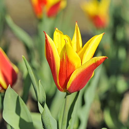 Tulpenzwiebeln Winterhart MehrjäHrig Blumenzwiebeln Zierlauch Zwiebeln Frisch Blumen Gartendeko FüR DraußEn Wildtulpen Zwiebeln Dipladenia Gartenpflanzen Balkonblumen 20 Tulpen Zwiebeln RotGelb von BRKENT