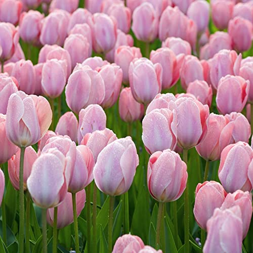 Tulpenzwiebeln Winterhart MehrjäHrig Blumenzwiebeln Zierlauch Zwiebeln Gartendeko FüR DraußEn Balkon Blumen Deko Winterharte KüBelpflanzen Gartenpflanzen Winterlinge 10 Tulpen Zwiebeln Leicht rose von BRKENT