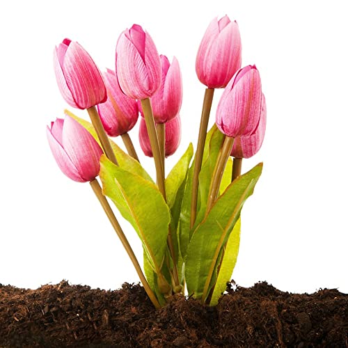 Tulpenzwiebeln Winterhart MehrjäHrig Blumenzwiebeln Zierlauch Zwiebeln Gartendeko FüR DraußEn Balkon Blumen Deko Winterharte KüBelpflanzen Gartenpflanzen Winterlinge 20 Tulpen Zwiebeln Rosa von BRKENT