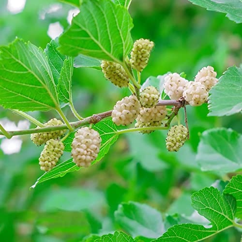 WeißE Maulbeere Maulbeeren Baum Obst Samen Garten Pflanzen Maulbeere Baumsamen Winterharte Pflanzen FüR Garten Saat Bio Saatgut Terraplanter Maulbeeren Baum Bonsai Seed 50 Maulbeerbaum Saatgut von BRKENT