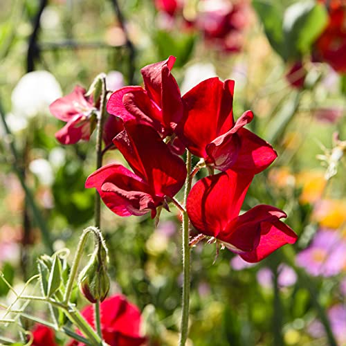 Wicken Winterhart Mehrjährig Pflanze Duftwicke Samen - Edelwicken Edelwicke Lathyrus Odoratus - Garten Pflanzen Balkon Blumen Winterharte Sommerblumen Samen Dekopflanze Balkon Blumen Flanzen 250 Stück von BRKENT