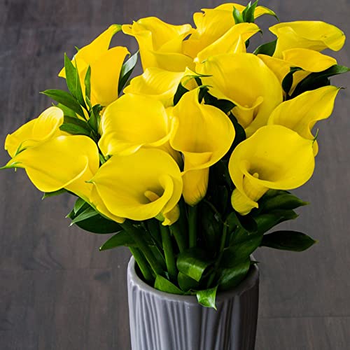 Winterharte Calla Zwiebeln Garten Blumen Balkonpflanzen Calla Lily Blumenzwiebeln MehrjäHrig Winterhart Balkon Blumen Gartendeko FüR DraußEn Exotische Pflanzen 3 Blumenzwiebel Calla Gelb von BRKENT