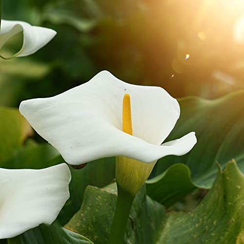 Winterharte Calla Zwiebeln Garten Blumen Balkonpflanzen Calla Lily Blumenzwiebeln MehrjäHrig Winterhart Balkon Blumen Gartendeko FüR DraußEn Exotische Pflanzen 4 Blumenzwiebel Calla Weiß von BRKENT