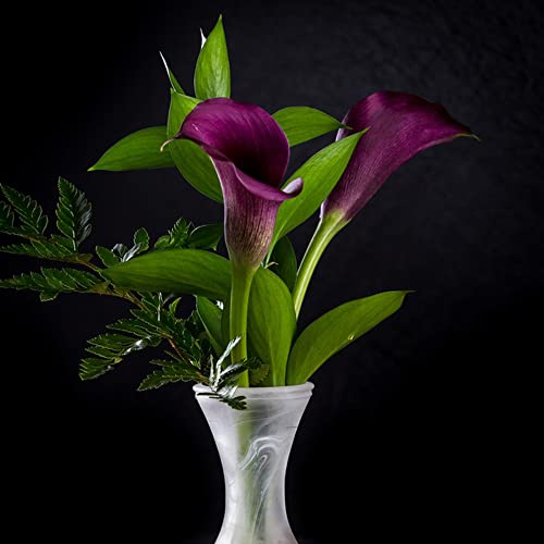 Winterharte Calla Zwiebeln Garten Blumen Balkonpflanzen Calla Lily Blumenzwiebeln MehrjäHrig Winterhart Balkon Blumen Gartendeko FüR DraußEn Exotische Pflanzen 5 Blumenzwiebel Calla Violett von BRKENT