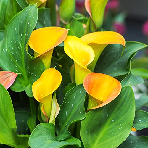 Winterharte Calla Zwiebeln Garten Blumen Gartendeko FüR DraußEn Bodendecker Winterhart MehrjäHrig Blumenzwiebeln Balkonpflanzen Winterharte KüBelpflanzen Dekoblumen 5 Calla Zwiebeln Winterhart von BRKENT