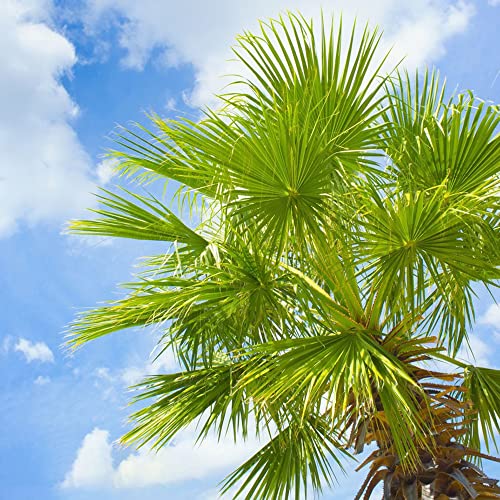 Winterharte Palmen Samen Stauden Winterhart MehrjäHrig Gartenpflanzen Palmensamen Baum Palme Winterhart FüR AußEn Baumsamen Palm Pflanzensamen Winterharte KüBelpflanzen Zimmerpalme 10 Palme Samen von BRKENT