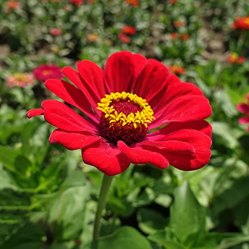 Zinnien Samen Blumensamen Mehrjährig Winterhart Bodendecker Stauden Wildblumensamen Gartendeko Für Draußen Blumen Deko Wohnzimmer Balkonpflanzen Blumenwiese Samen Garten Geschenk 100 Zinnien Saatgut von BRKENT