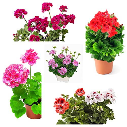 geranien samen wildblumensamen blumen deko geschenk blumensamen mehrjährig winterhart bodendecker stauden bonsai samen geranien pflanzen balkonpflanzen balkon blumen pflanze 200 geranien saatgut von BRKENT