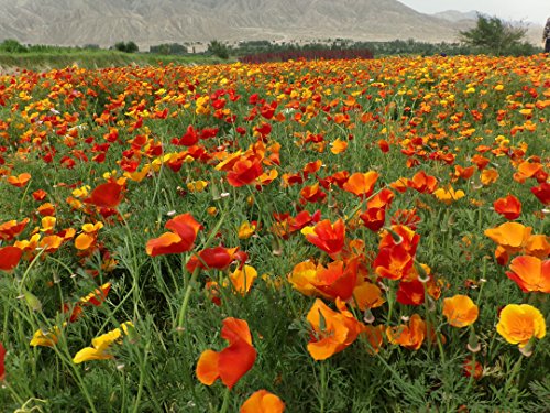 Eschcholtzia California Poppy Mischfarben 3000 Seeds von SVI
