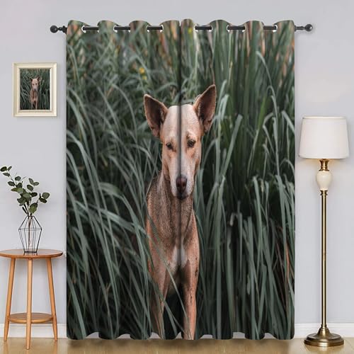 BSYYZQC Grauer Wolf Verdunkelungsvorhang, Vorhang Blickdicht Strand Vorhänge mit Ösen, Gardinen Verdunklungsvorhänge für Wohnzimmer Schlafzimmer Kinderzimmer 2er Set 145x140cm (HxB) von BSYYZQC