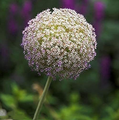 10 Stück Allium Zwiebeln Markiert Mehrjährige Auffällige Blumenzwiebeln Zum Pflanzen Des Beliebtesten Gartens Stauden Winterhart Giganteum von BSptyy