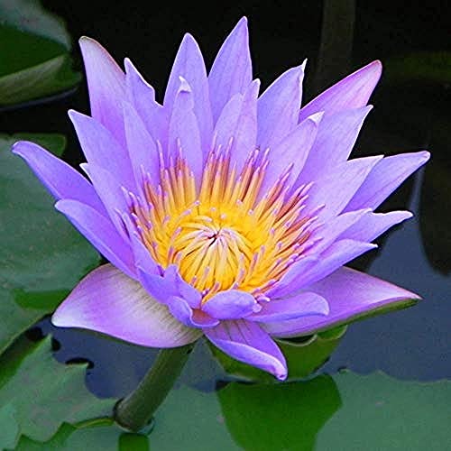 10 Stück Lotus Samen für Teichpflanzung Wasserlilie Blumensamen Zierhof Innenhof Feinste Lebensfähige Lila Wasser Wasserspiele Gartendekoration von BSptyy
