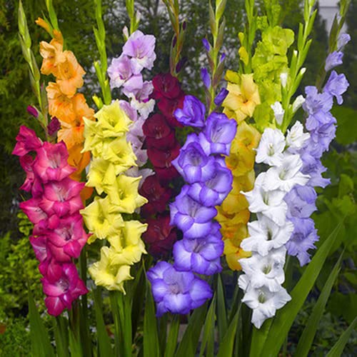10 Stück Mix Gladiolen Zwiebeln Züchten Sie Ihre Eigenen Wunderschönen Bunten Blumen Geeignet Für Die Dekoration Des Innenhofs Erstellen Sie Verschiedene Garten Landschaften von BSptyy