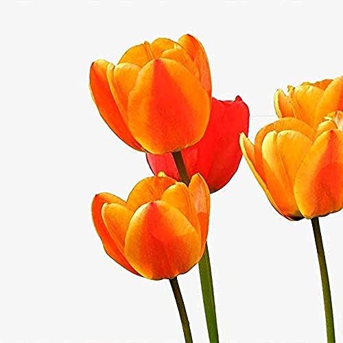 10 Stück Tulpen zwiebeln für die Gartenpflanzung Orange Phnom Penh Blütenblätter schmücken den mehrjährigen Garten Patio Patio Dekoration Leicht zu pflegen um ein Gefühl der Leistung zu pflegen von BSptyy