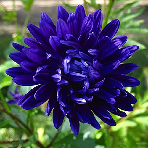 100 Stück Chrysantheme Samen Blue Purple Flower Einzigartige schöne Kräuterblumen Einfach im Freien zu pflanzen Gartentopf Dekoration von BSptyy