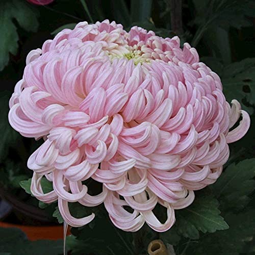 100 Stück Chrysantheme Samen Romantische rosa mehrjährige Erbstück Blumen frisches Aroma dekorative Hausgarten Balkon Patio kann das ganze Jahr über im Freien geerntet werden von BSptyy