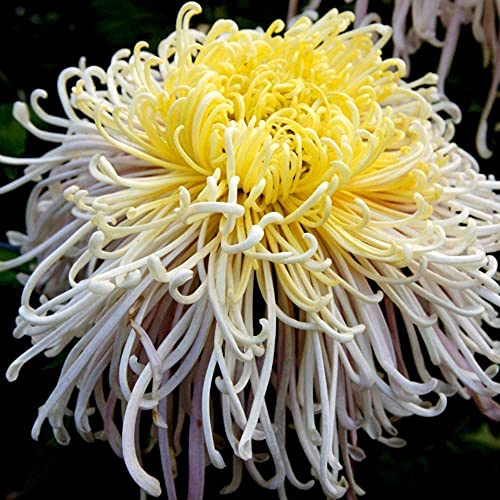 100 Stück Chrysantheme Samen zum Pflanzen von gelbem und weißem frischem Aroma Staude Schöne Schnittblumen Geeignet für alle Gartenterrassen Ansichten Dekoration von BSptyy