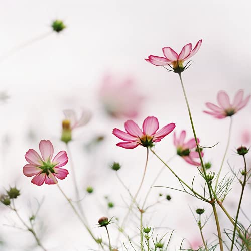 100 Stück Erbstück Cosmos Samen Für Die Außenbep Flanzung Geeignet Schnitt Blumen Arrangement Sträuße Vielfalt Große Auswahl Für Die Gartenarbeit von BSptyy