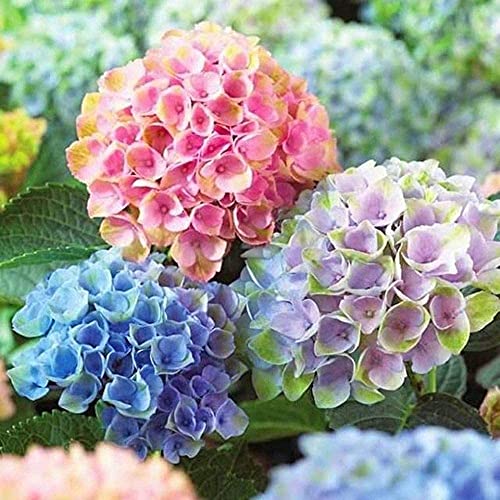 100 Stück Mix Hortensie Samen Elegante Blume Gesundes Strauch Erbstück Schöne Schnittblumen Geeignet Für Alle Gartenterrassen Ansichten Innen- Und Außenbepflanzung von BSptyy