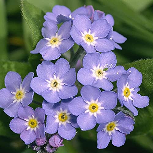 100 Stück Vergissmeinnicht Samen Für Den Garten Im Freien Pflanzen Lila Mehrjährige Blumen Geeignet Für Die Dekoration Von Innenräumen Im Innenhof Atmosphäre Schaffen von BSptyy