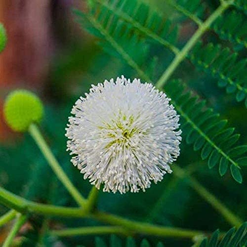 100Pcs Mimosa Samen Blühende Weiße Sphärische Blumen Gewinnen Schmetterlinge Mehrjährige Reben Sträucher für Gartenarbeit Pflanzen Im Freien Dekoration von BSptyy